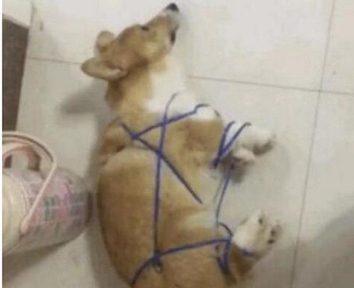 狗狗护玩具 张嘴凶人 被五花大绑 法庭上罚站