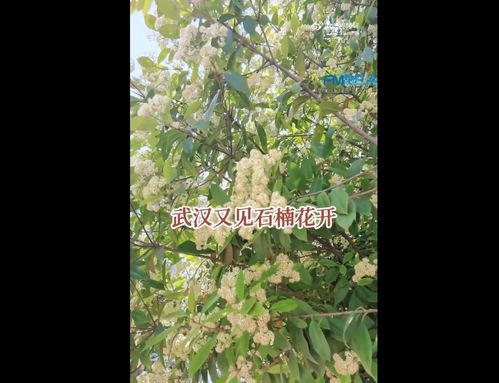 臭到令人发yue的石楠花又要盛开了