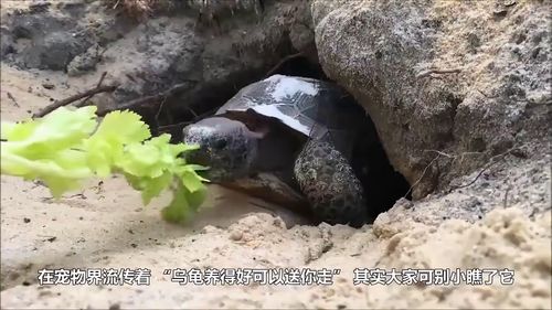甲鱼咬住男子手，被放水里才松口