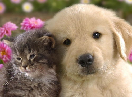猫咪与狗的关系，一个有趣的共生故事