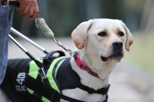 小男孩因爱犬的坚持而被跑步机逼着跑了多小时