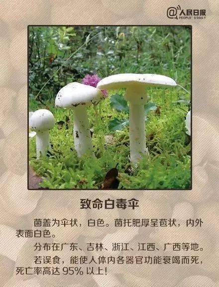 湖南五岁男孩因误食毒蘑菇身亡的悲剧启示与反思