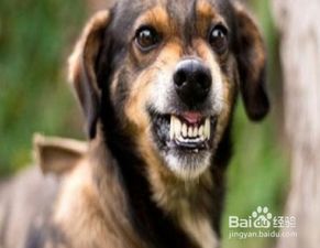 狂犬病，致命的绝症